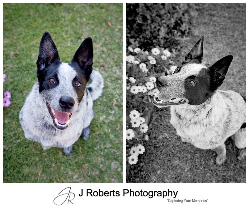 Pet Photography Sydney on location at family home Gorgeous Dog Bocca